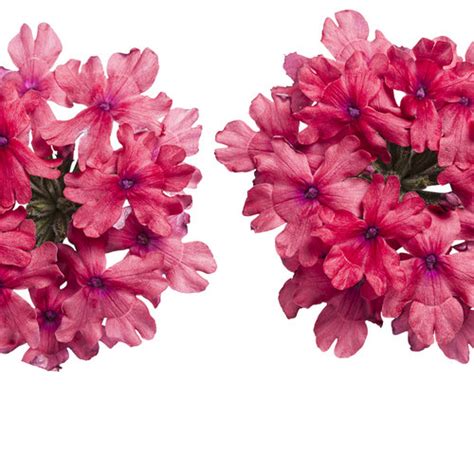 Superbena® Coral Red Verbena Hybrid Proven Winners