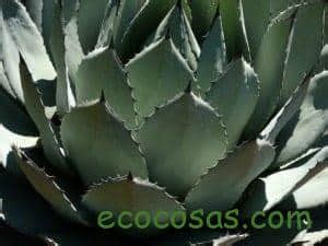 Sirope De Agave Propiedades Y Contraindicaciones Del Jarabe