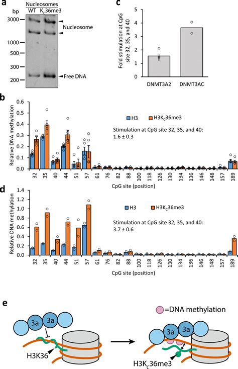 H3KC36me3 Recognition And Details Of The Methylation Pattern On The