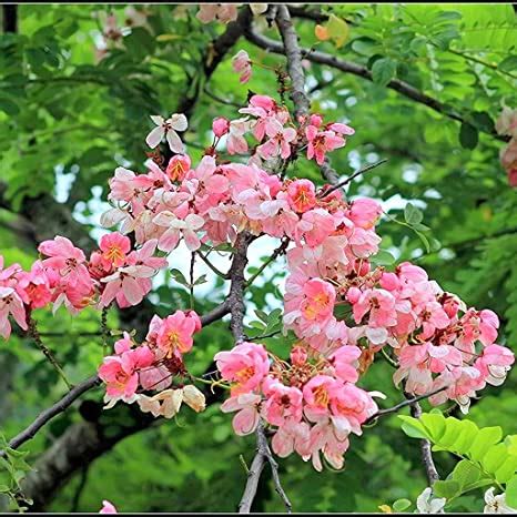 Cassia Javanica Pink Shower Tree Flower Trees Agro Green Infotech