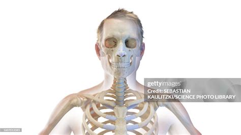 Bones Of The Head And Neck Illustration High-Res Vector Graphic - Getty ...