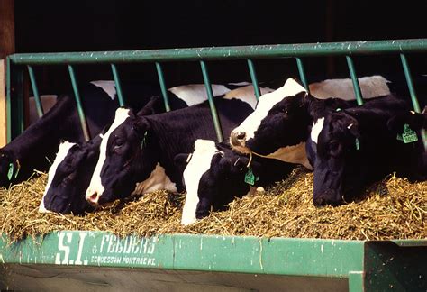 Holstein_dairy_cows (Wikimedia Commons) - Earth Buddies