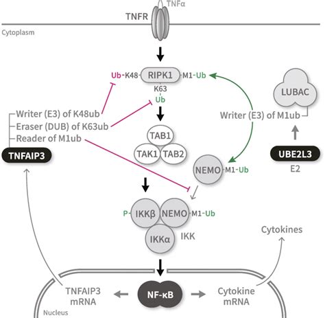 Participation Of Tnfaip3 And Ube2l3 In Regulation Of Nf κb Activity