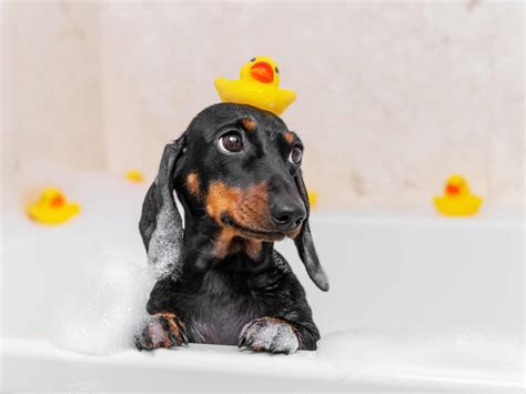How Often Should You Bathe Your Dog? Veterinarians Explain