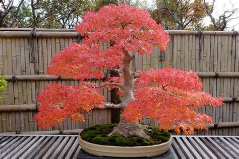 How To Grow Dwarf Japanese Maple Trees In Pots