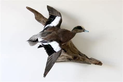 Widgeon Flying by TakeEmTaxidermy on DeviantArt