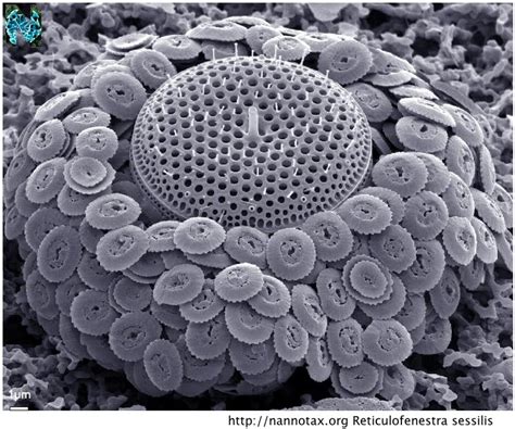 TYWKIWDBI ("Tai-Wiki-Widbee"): A coccolithophorid haptophyte, a centric diatom, and a peritrich