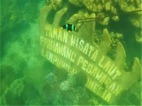 Kecantikan Bawah Laut Pulau Pahawang Indonesia Traveler