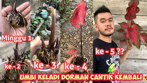 Pakai Kerikil Cara Unik Ini Bisa Menumbuhkan Umbi Keladi Dorman