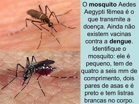 APRENDA A DEFENDER SE DO MOSQUITO DA DENGUE