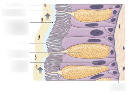 Airway Epithelium Diagram | Quizlet