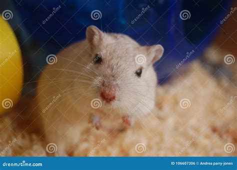 A Cute White Gerbil Stock Photo Image Of Gerbils Face 106607306