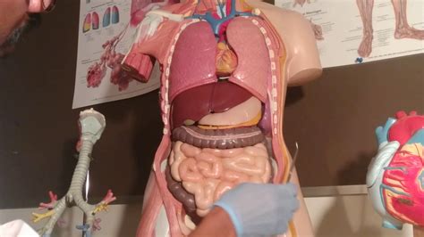 Anatomy Of The Abdominal Region