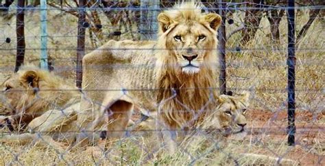 250 Emaciated Lions Found During Trophy Hunting Farm Raid