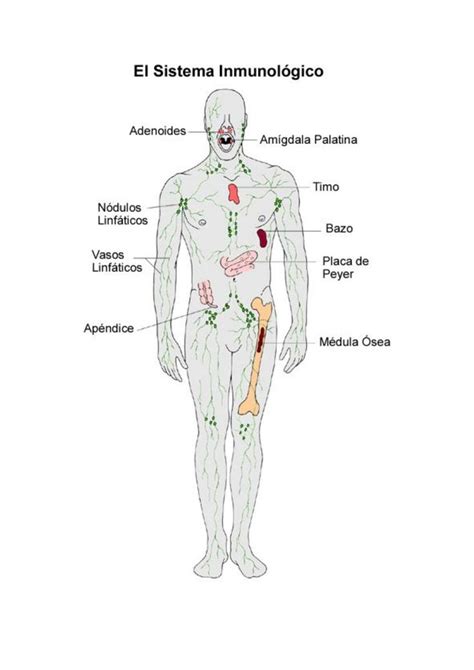 Sistema Inmunol Gico L En Sistema Inmunologico Anatom A Del