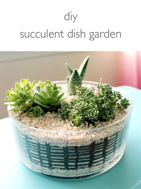 Vitamini Handmade DIY Succulent Dish Garden