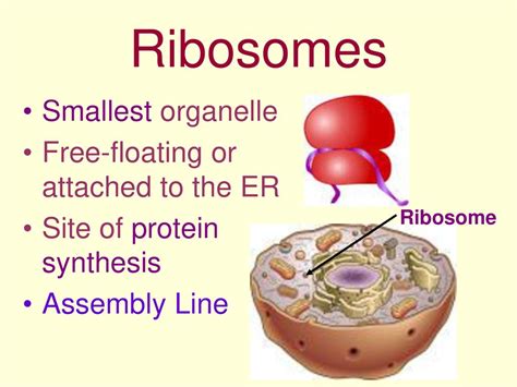 The Cell. - ppt download