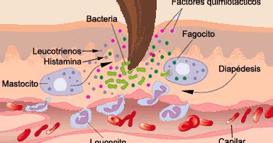 Inflamaci N