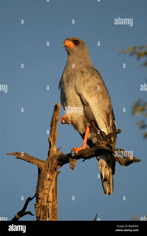 Pale Chanting Goshawk Melierax Poliopterus Bird Of Prey Hawk South