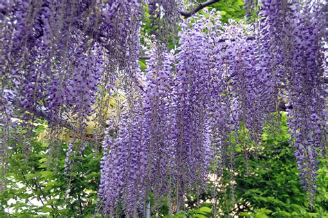 Glicine Storia Leggende E Linguaggio Dei Fiori Il Giardino Del Tempo