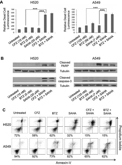 Treatment With Cfz And Saha Induces Cytotoxicity And Markers Of