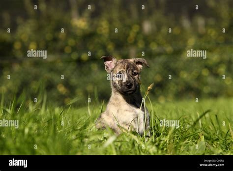 Hollandse Herder Puppy Stock Photo - Alamy