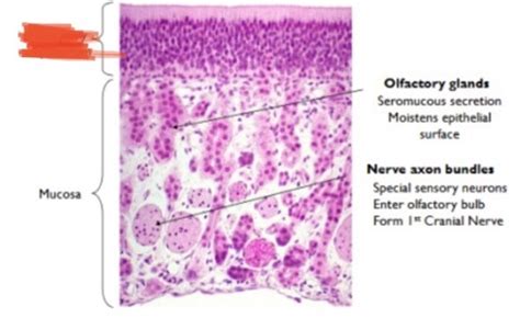 SPECIAL SENSES: olfactory histology Flashcards | Quizlet