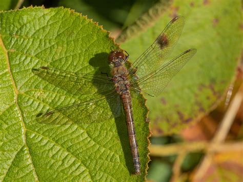 Grosse Heidelibelle Sympetrum Striolatum Grosse Heidelib Flickr