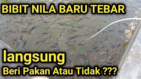 Tebar Bibit Ikan Nila Baru Tebar Langsung Beri Pakan Aman Tanpa