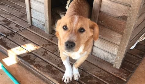 Dove Adottare Un Cane In Puglia La Guida