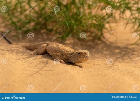 Secret Toadhead Agama Or Phrynocephalus Mystaceus Toad Headed Agama