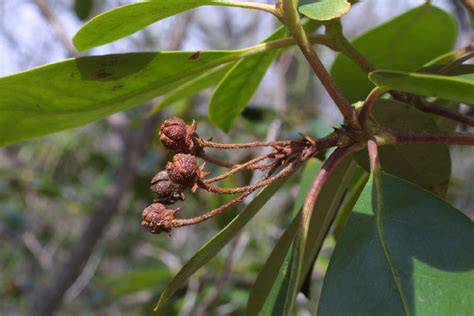 Mountain Laurel Facts, Health Benefits