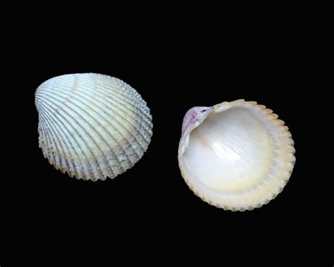 Curious Collectors Of Clam Shells Identification And Interesting Facts Hubpages