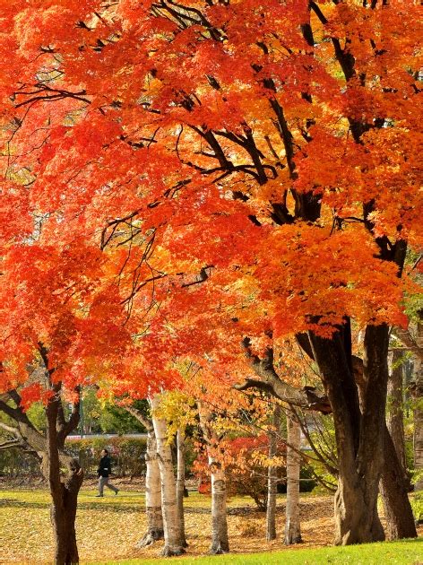 秋の札幌の紅葉巡り 北海道大学イチョウ並木に大感動ーっ♪ ぽてとのまったりぶらり旅 秋の章