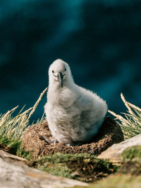 The Longest Living Species of Bird - Animals Around The Globe