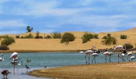 Al Qudra Lake