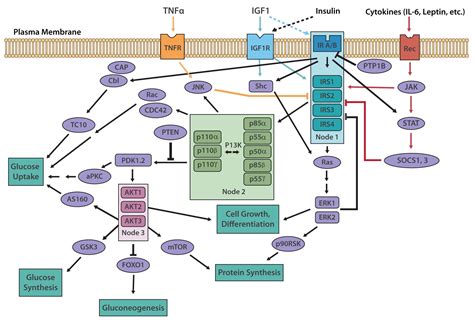 Insulin Signaling Pathway Images And Photos Finder