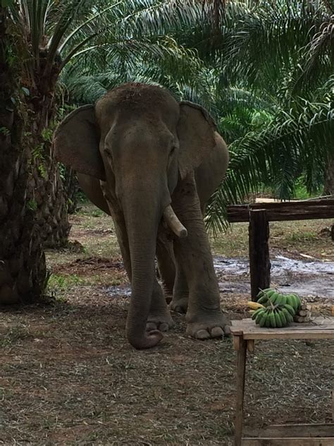 Khao Sok Elephant Sanctuary: A Haven for Aging Thai Elephants