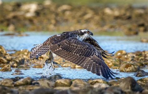 Osprey in flight 1224519 Stock Photo at Vecteezy