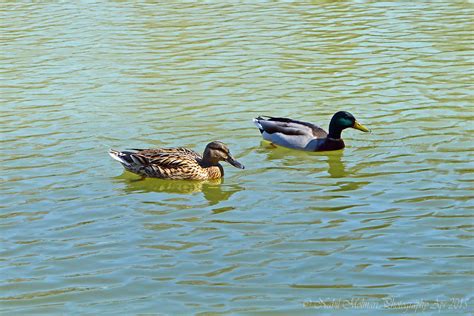 Ducks At Parc De Sceaux Nabil Molinari Flickr