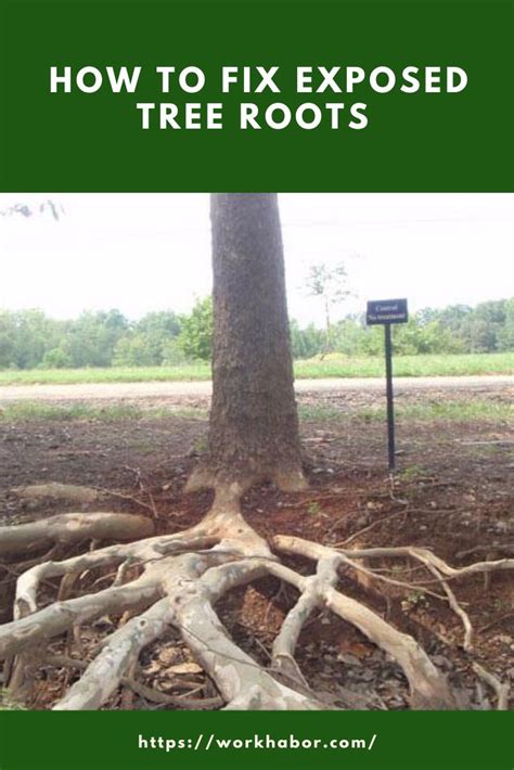 Expert Guide On How To Fix Exposed Tree Roots Tree Roots Healthy