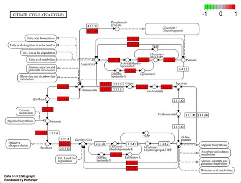 Kegg Pathway Maps Metagenomics Summer School