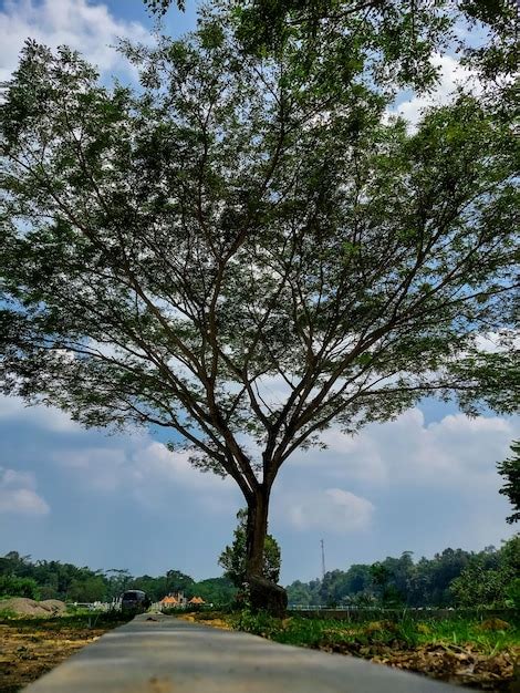 premium photo  big tree  green grass