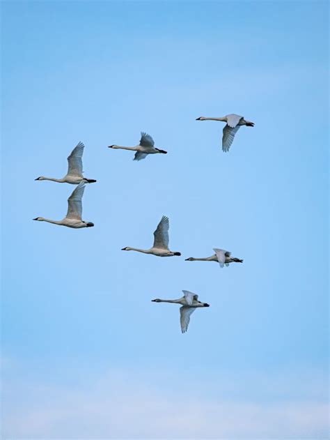 Flock of Geese Symbolism: Spiritual Meanings of Animal | Sarah Scoop