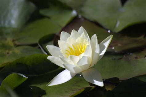 1920x1200 wallpaper | white lotus flower | Peakpx