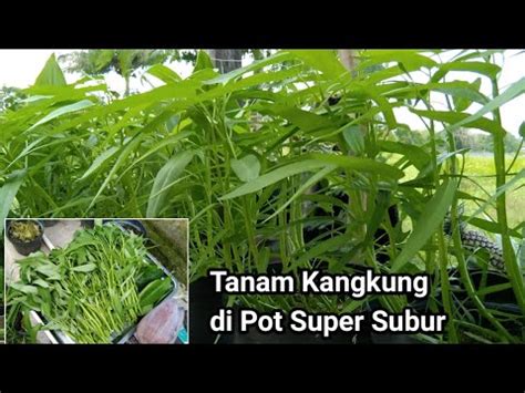 Panen Kangkung Super Subur Tanam Di Pot Petik Jantung Pisang Kepok