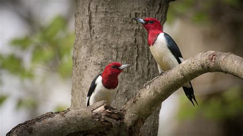 Red Headed Woodpeckers Photograph By Rodney Erickson Fine Art America