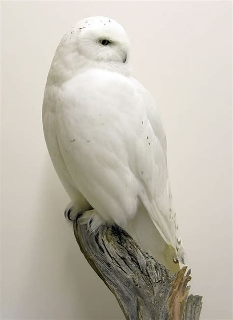 Snowy Owl - Bird Taxidermy