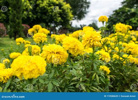 Beautiful Yellow Flowers Planted In The Garden Stock Image Image Of