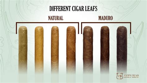 The Ultimate Guide To Mastering Cigar Varieties Shapes Flavors And Lucky Cigar